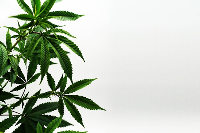 Weed